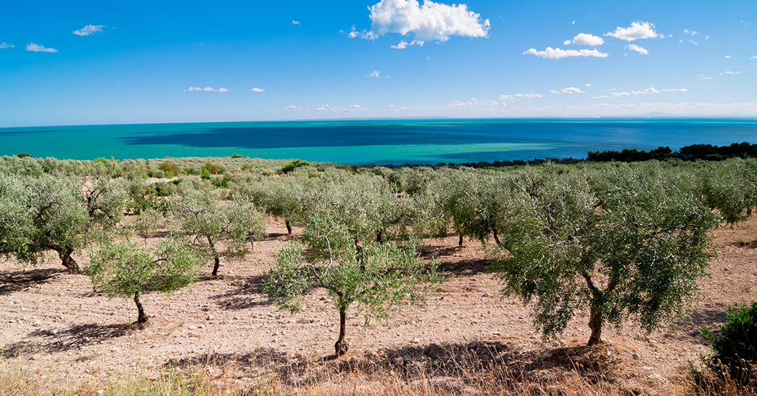 CARNIVAL IN A CAMPER VAN AMIDST THE COLOURS OF APULIA-news-image